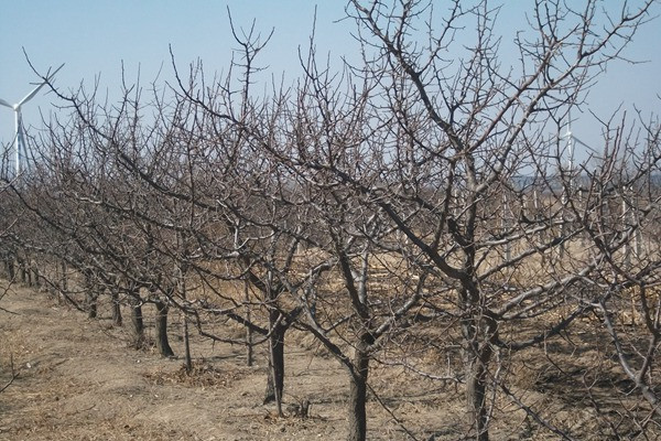 杏樹圖片 杏樹圖片