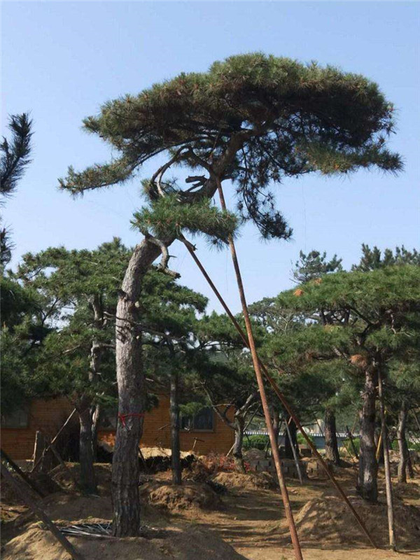 黑松圖片 黑松圖片