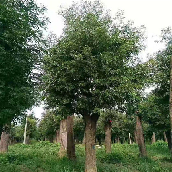 皂角樹圖片 皂角樹圖片