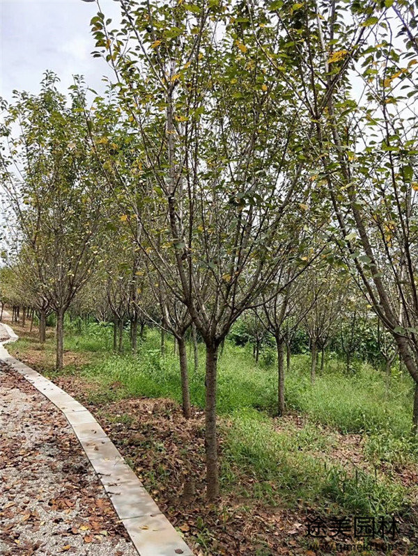 日本櫻花圖片 日本櫻花圖片