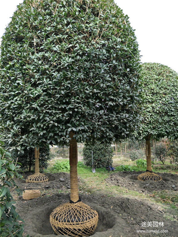 桂花樹(shù)圖片 桂花樹(shù)圖片