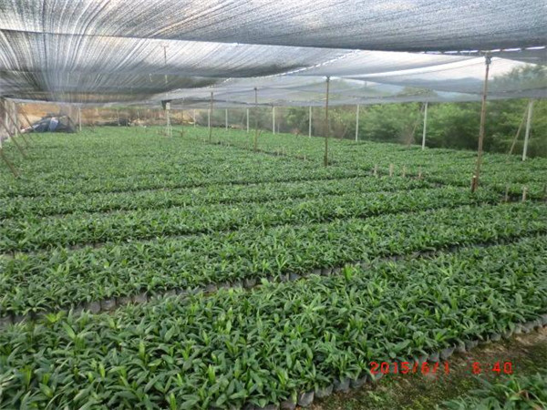 棕竹圖片 棕竹圖片