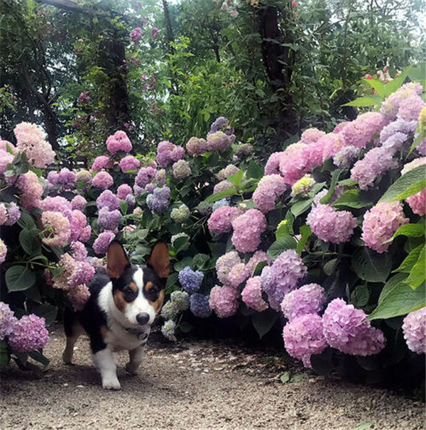 八仙花圖片 八仙花圖片