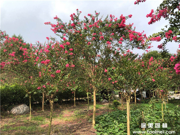 紫薇圖片 紫薇圖片