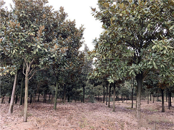 白蘭圖片 白蘭圖片