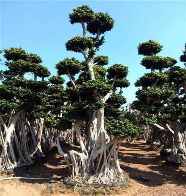 榕樹圖片 榕樹圖片