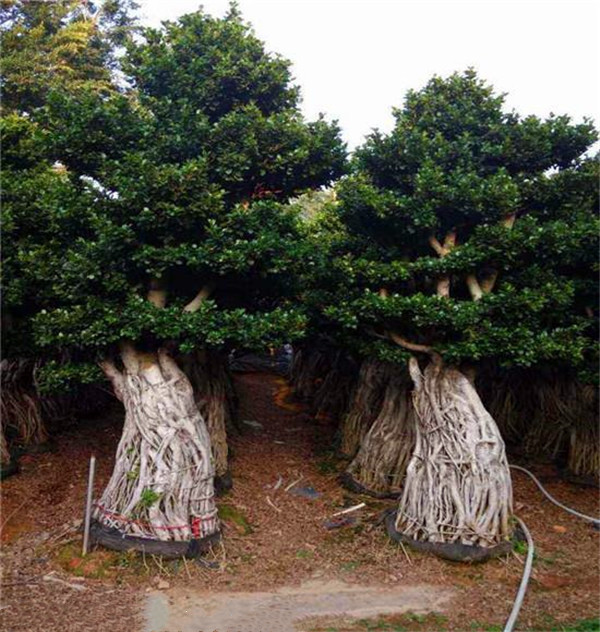 榕樹圖片 榕樹圖片