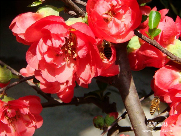 日本海棠圖片 日本海棠圖片