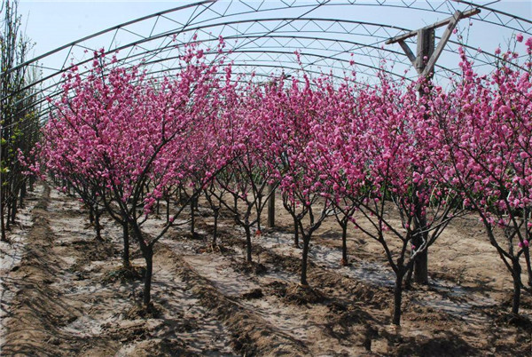 榆葉梅圖片 榆葉梅圖片