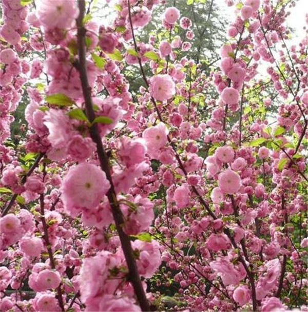 榆葉梅圖片 榆葉梅圖片