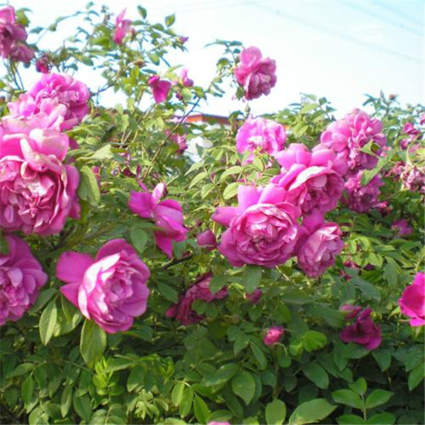 玫瑰圖片 玫瑰圖片