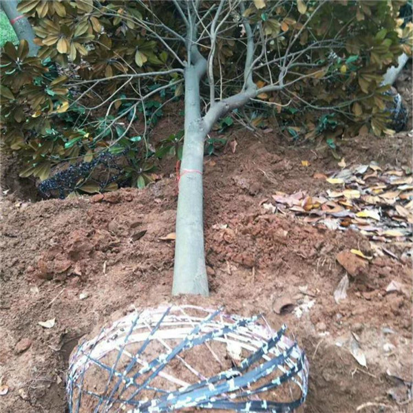 廣玉蘭圖片 廣玉蘭圖片