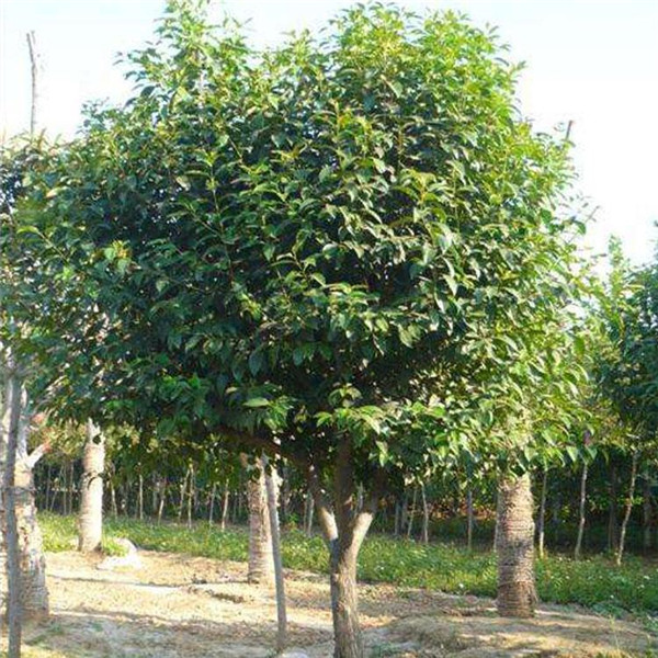 大葉女貞圖片 大葉女貞圖片