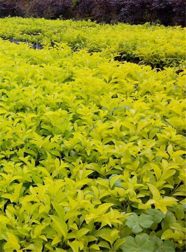 連翹圖片 連翹圖片