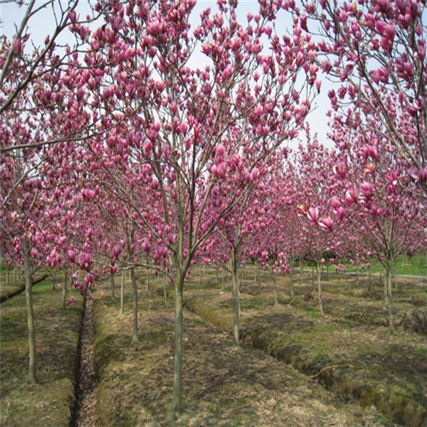 紅玉蘭圖片 紅玉蘭圖片