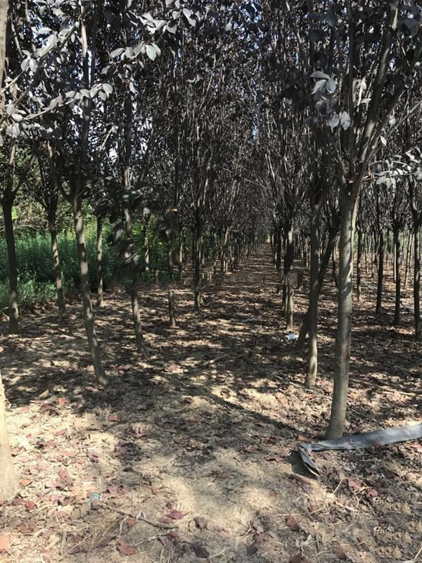 雞爪槭圖片 雞爪槭圖片