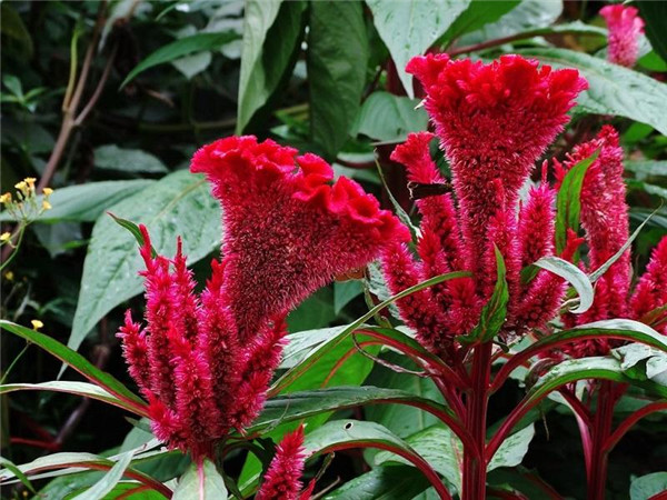 雞冠花圖片 雞冠花圖片