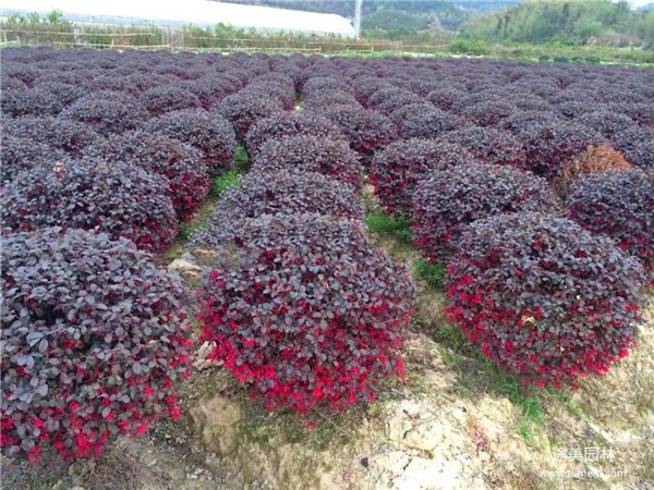 紅花檵木圖片 紅花檵木圖片