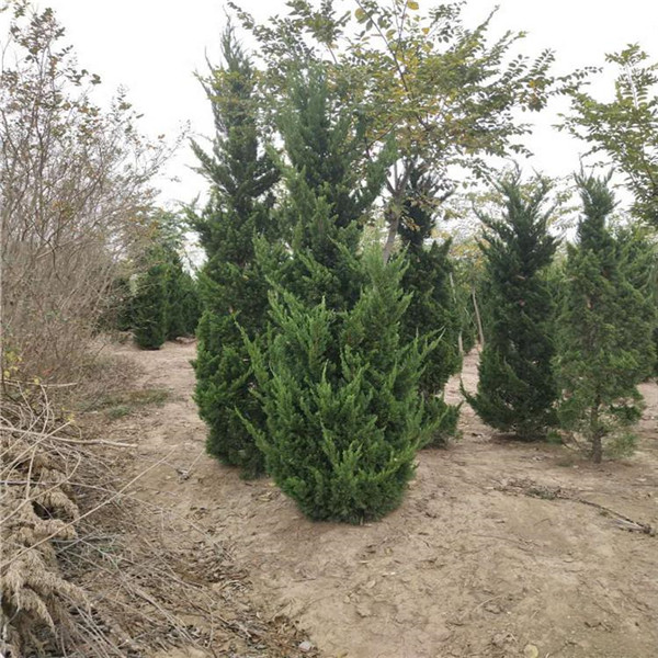 側柏圖片 側柏圖片