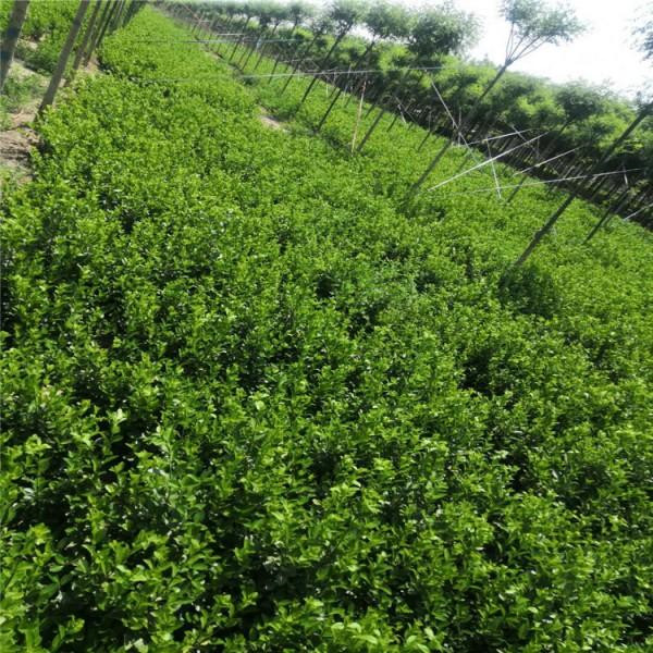 衛矛圖片 衛矛圖片