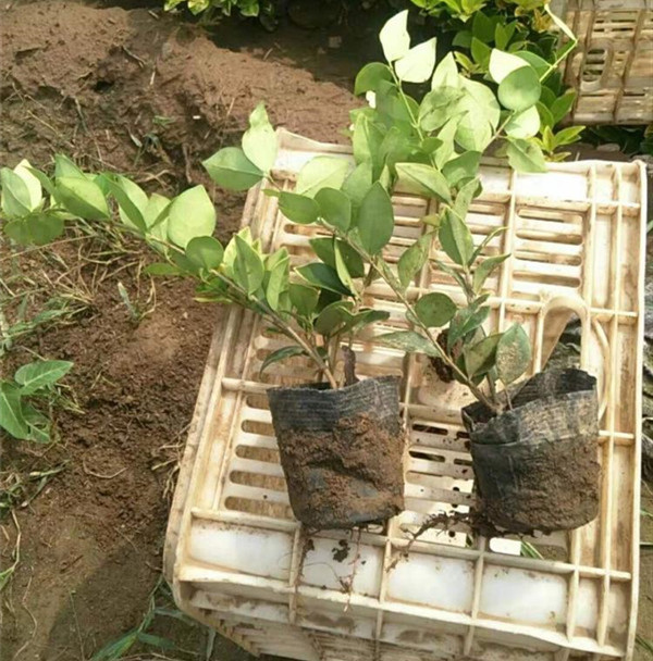 金森女貞圖片 金森女貞圖片