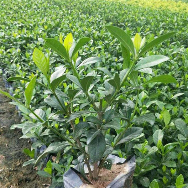 梔子花圖片 梔子花圖片