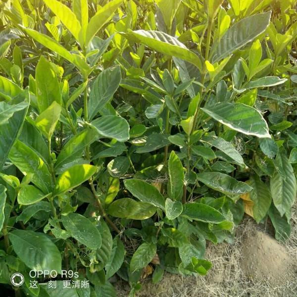 梔子花圖片 梔子花圖片