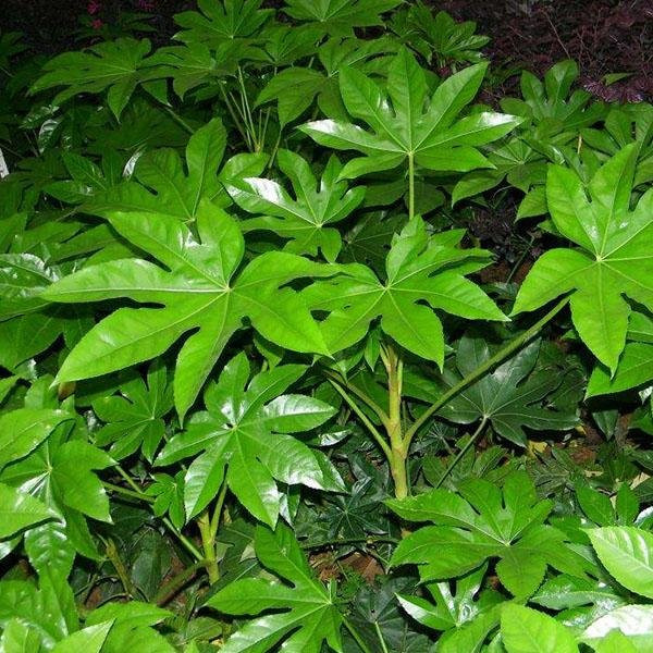 八角金盤圖片 八角金盤圖片