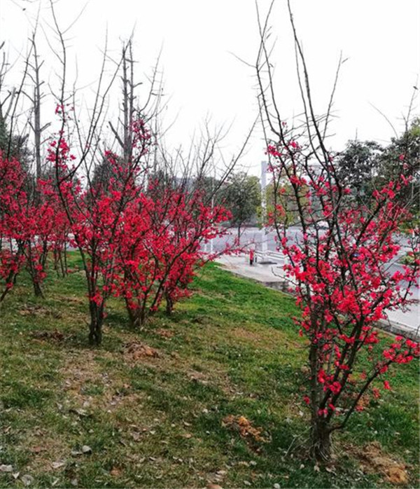 貼梗海棠圖片 貼梗海棠圖片