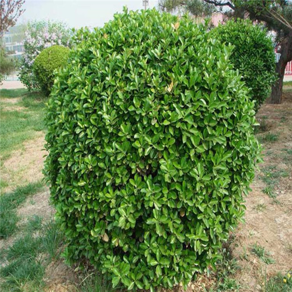 黃楊樹圖片 黃楊樹圖片