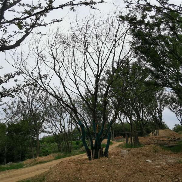 叢生黃連木圖片 叢生黃連木圖片