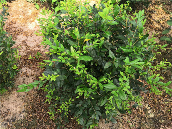 水臘圖片 水臘圖片