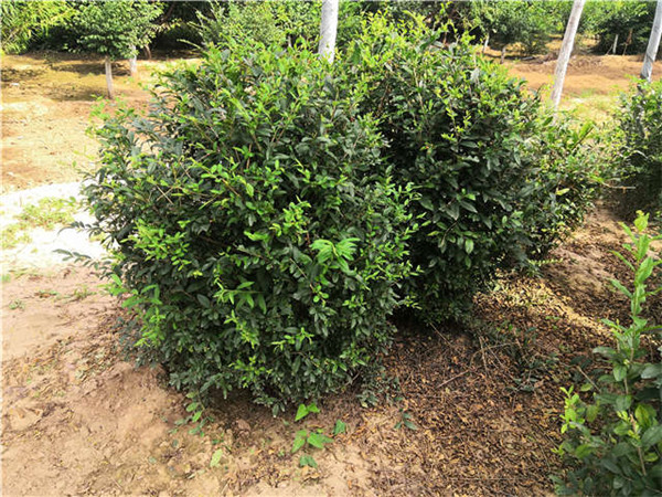 水臘圖片 水臘圖片