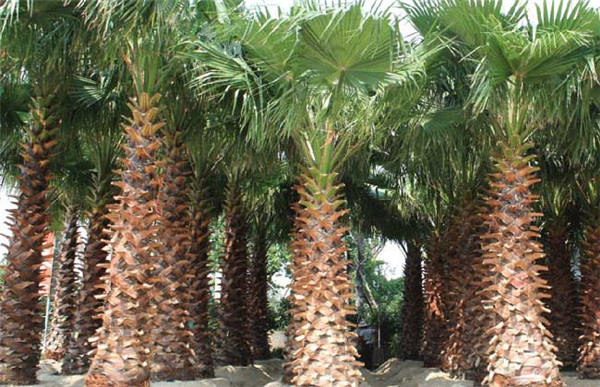 棕櫚樹(shù)圖片 棕櫚樹(shù)圖片