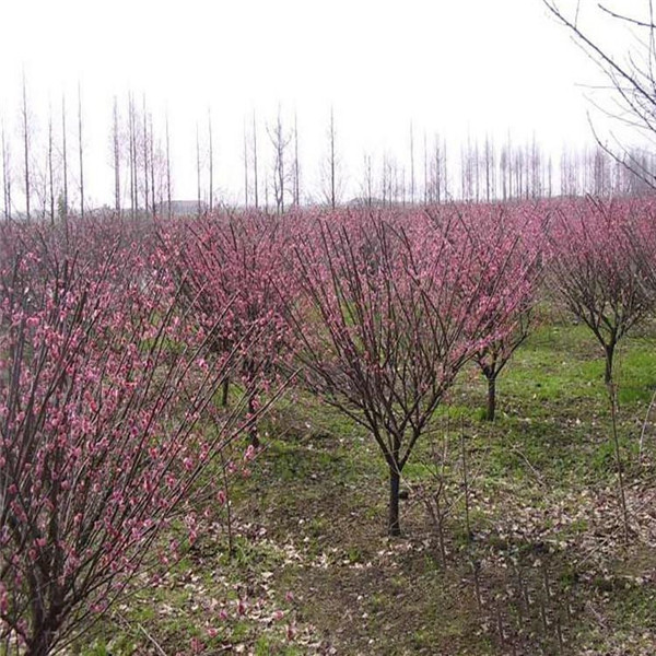 美人梅圖片 美人梅圖片