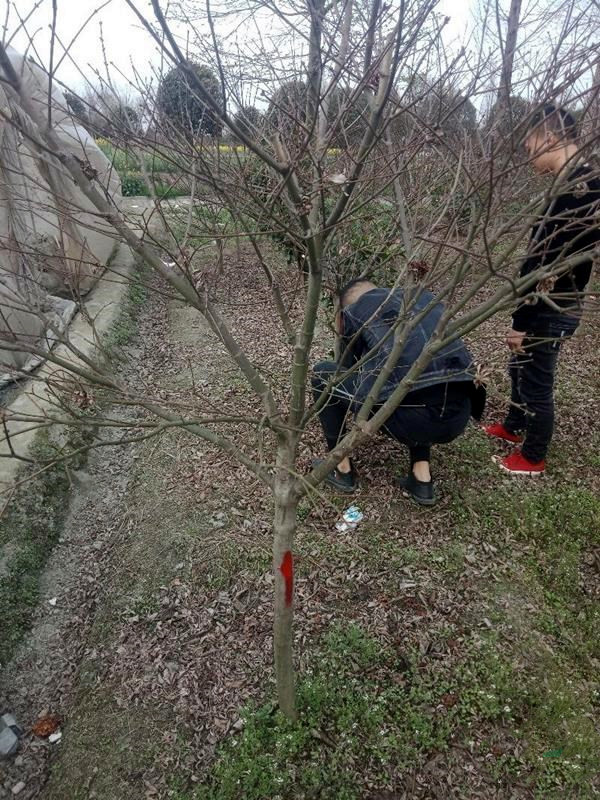 紅楓圖片 紅楓圖片