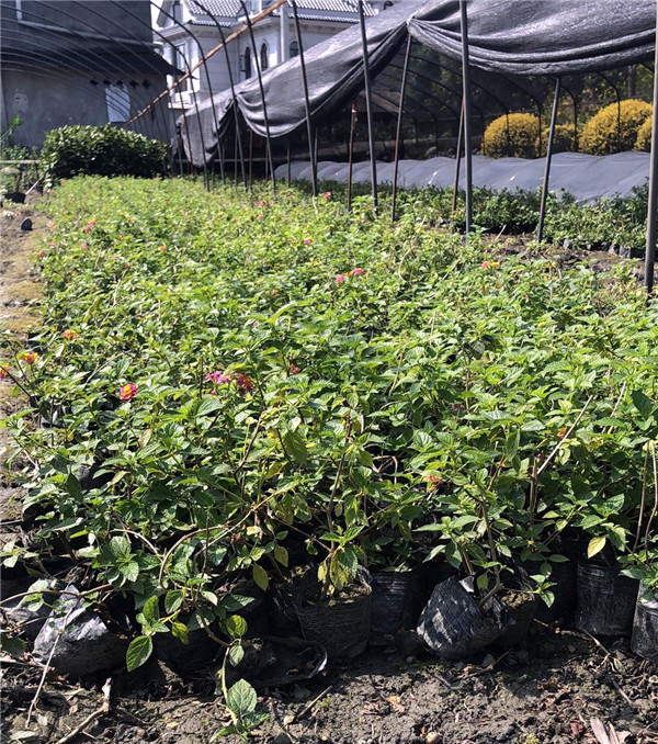 五色梅圖片 五色梅圖片