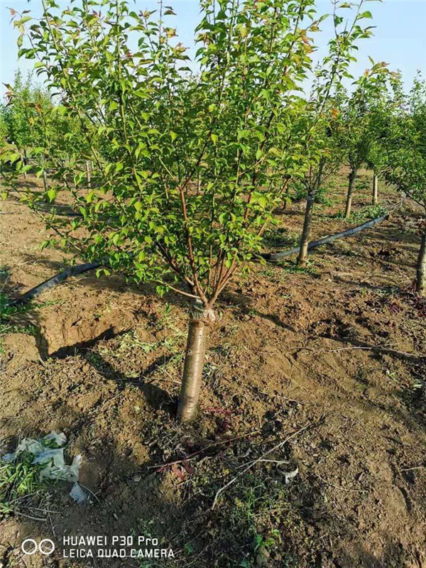 紅梅圖片 紅梅圖片