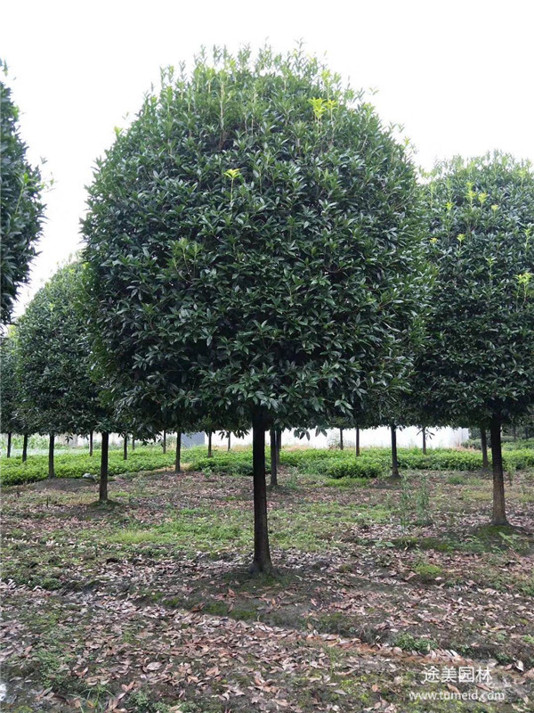 桂花樹圖片 桂花樹圖片