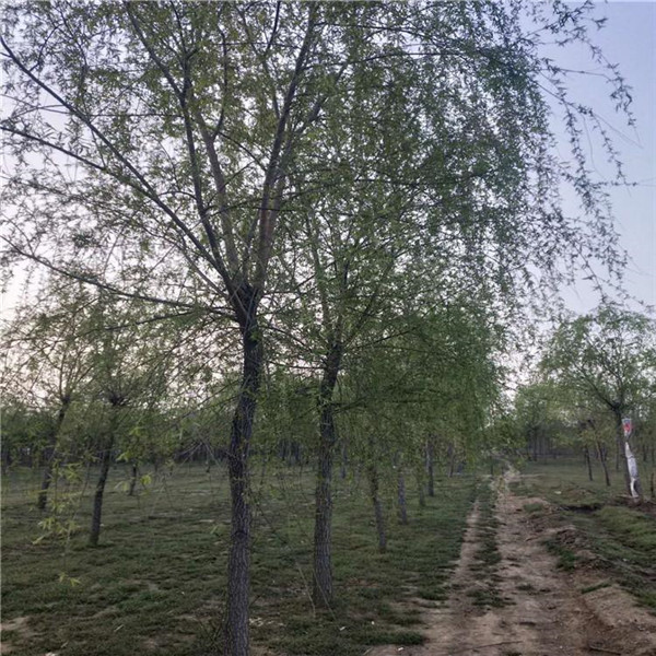 垂柳圖片 垂柳圖片