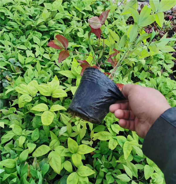 南天竹圖片 南天竹圖片