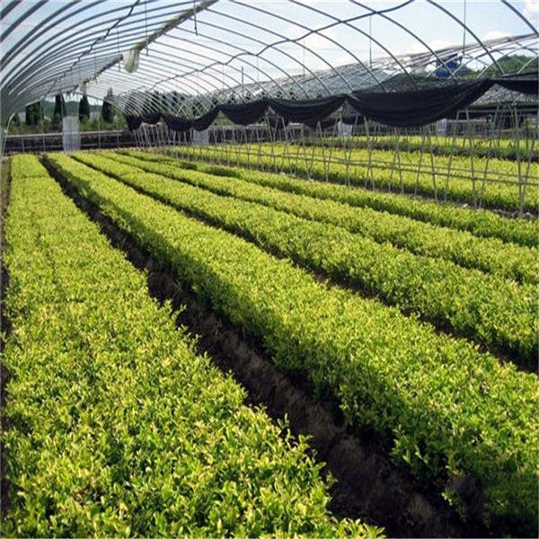 金森女貞圖片 金森女貞圖片