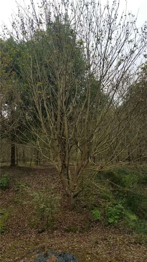 元寶楓圖片 元寶楓圖片