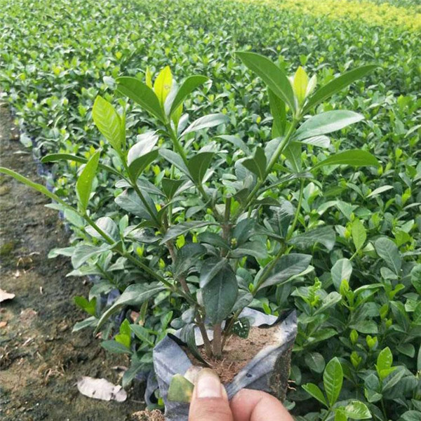 梔子花圖片 梔子花圖片