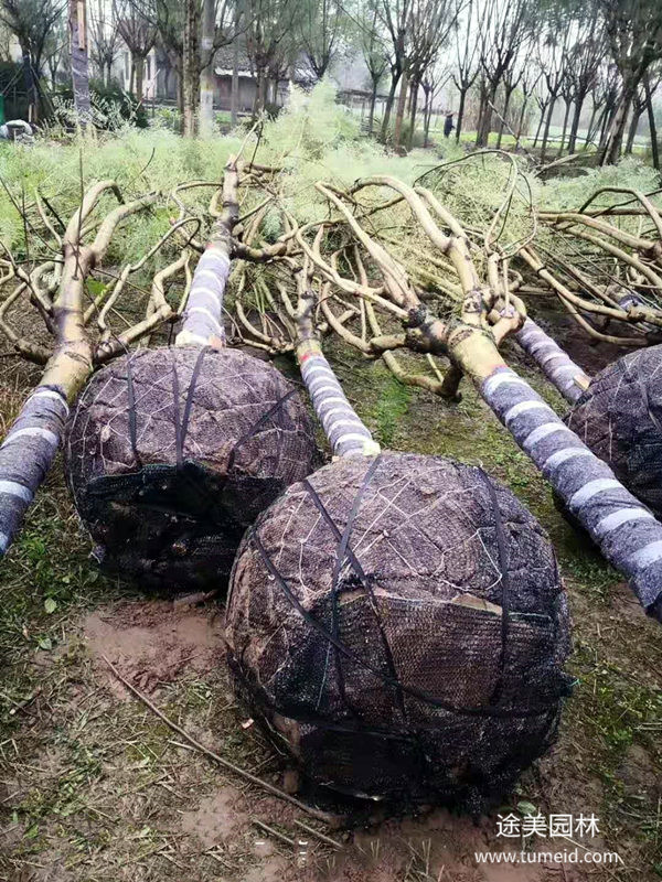 藍花楹圖片 藍花楹圖片