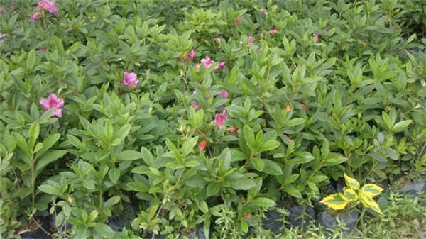 毛鵑圖片 毛鵑圖片