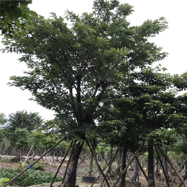 大葉榕圖片 大葉榕圖片