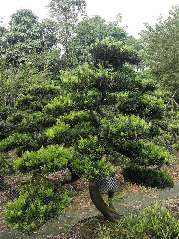 羅漢松圖片 羅漢松圖片