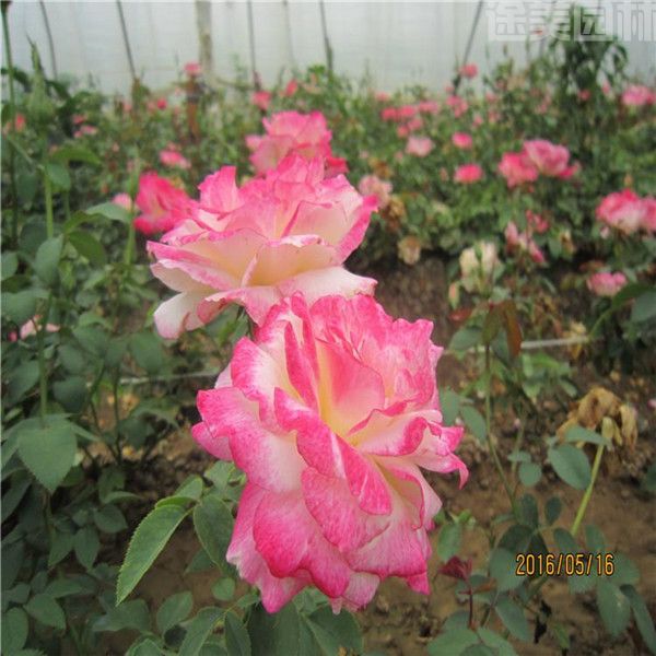 豐花月季圖片 豐花月季圖片