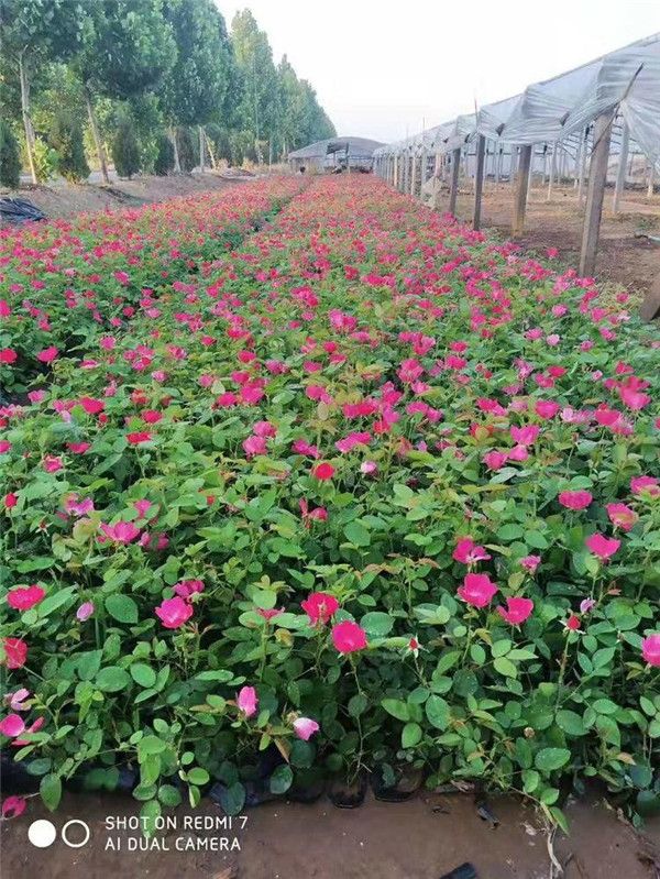 豐花月季圖片 豐花月季圖片